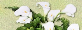 Arums